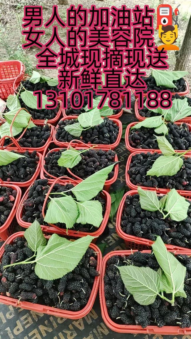 新鲜现摘桑椹-全城配送，新鲜直达！